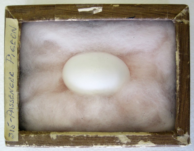 passenger pigeon egg