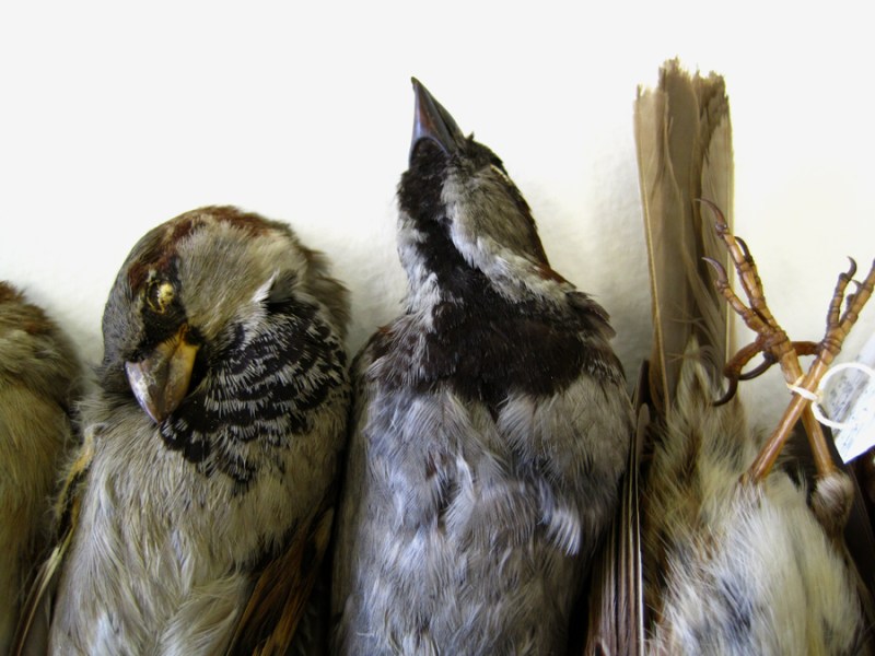 sparrow grouping