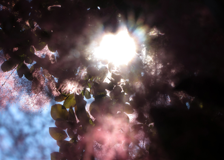 (small)BG-May15-12-Grounds(08)