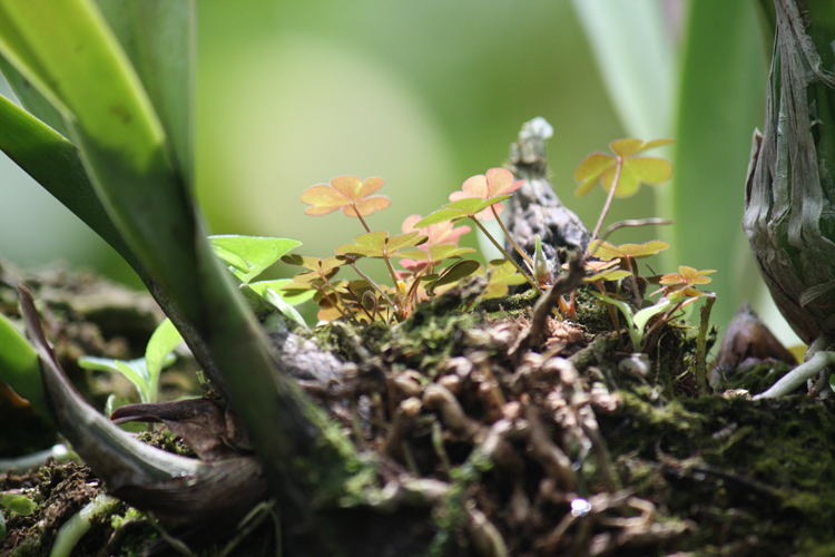 (small)BG-Roots-052(CloverFeild)