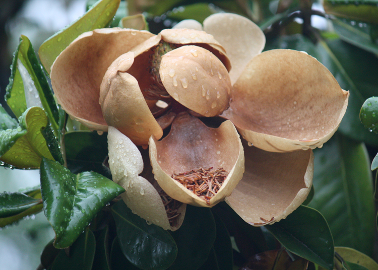 (small)OaklandCemetary-Flowers-001