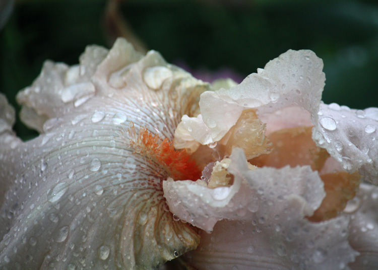 (small)OaklandCemetary-Flowers-002