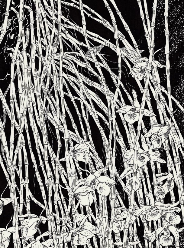 OrchidCluster02(email)