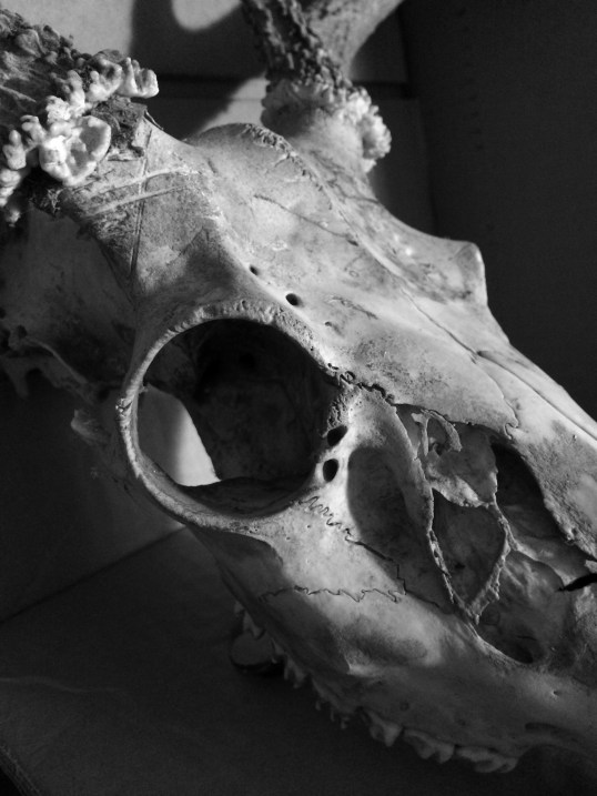 deer skull 2