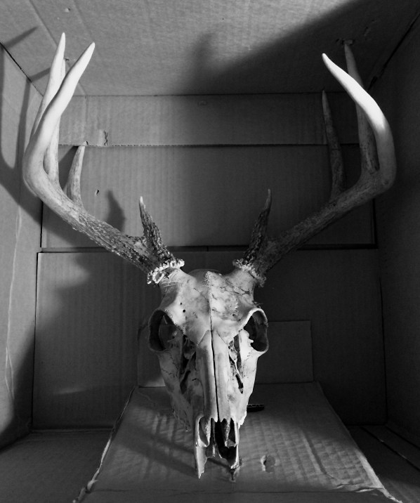 deer skull