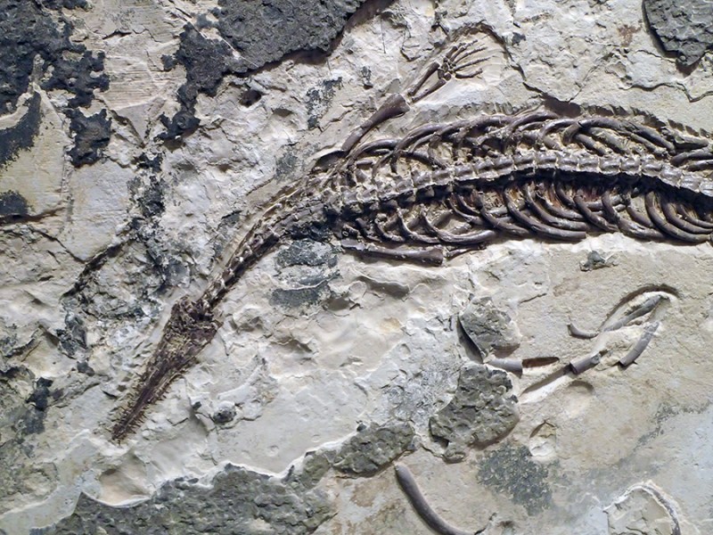 Adventures at the Tellus Museum