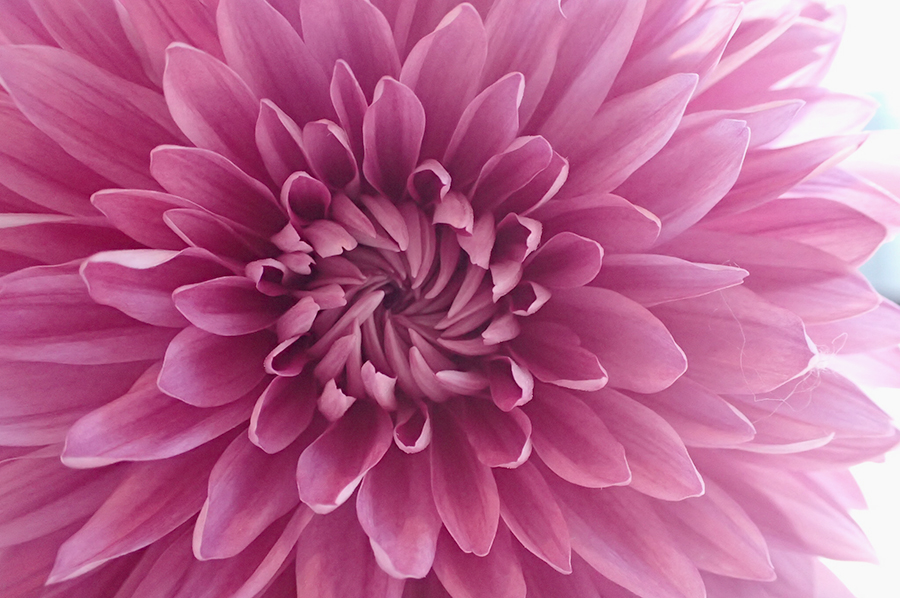 Week 8: Vanitas Still-Lifes with Shells and Flowers – Cry The Bird