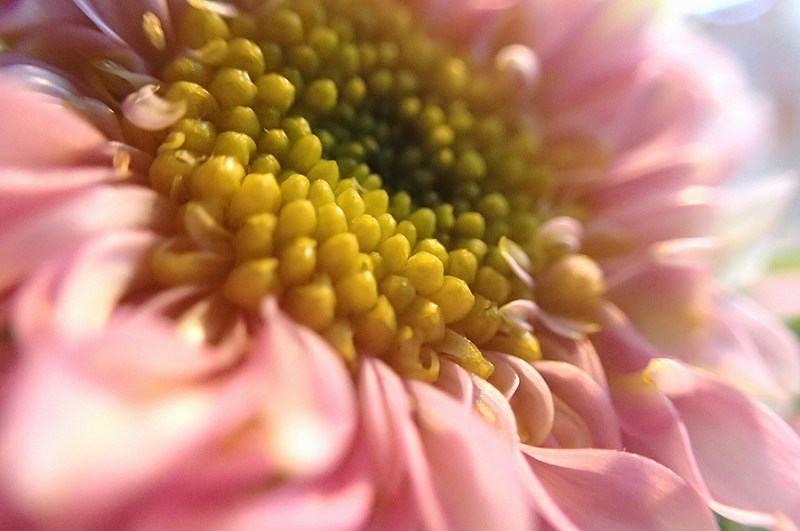 Week 8: Vanitas Still-Lifes with Shells and Flowers – Cry The Bird