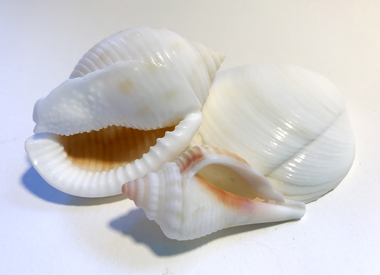 Week 8: Vanitas Still-Lifes with Shells and Flowers – Cry The Bird