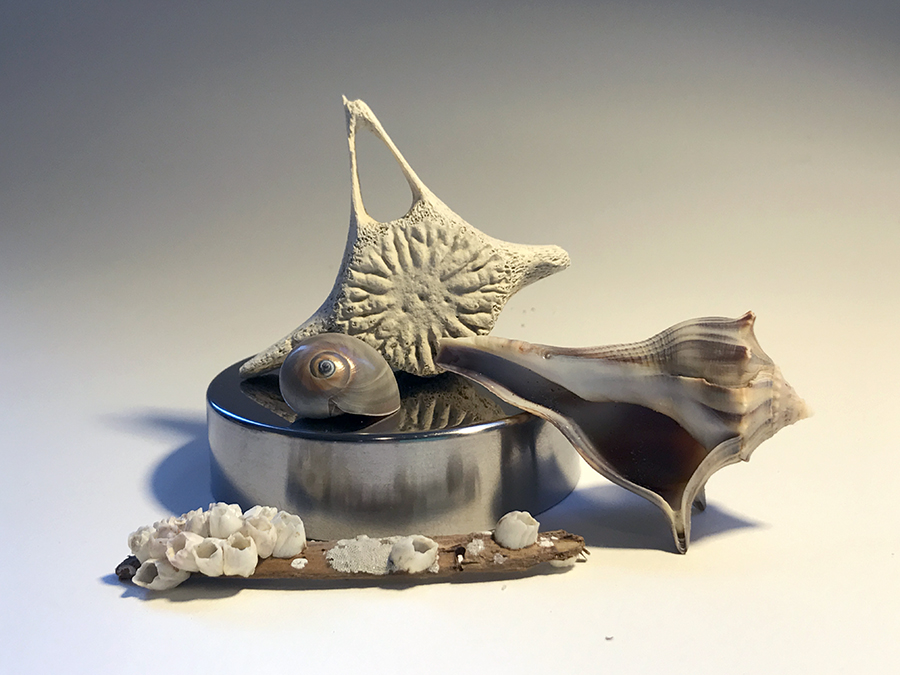 Week 8: Vanitas Still-Lifes with Shells and Flowers – Cry The Bird