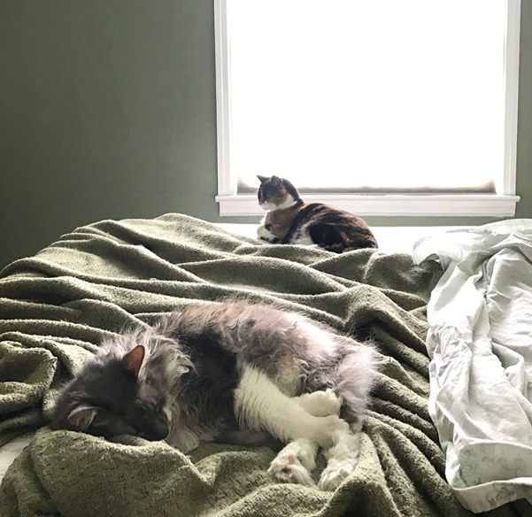 House-cats-bed