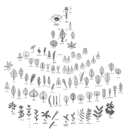 crythebird-leafpostermockup