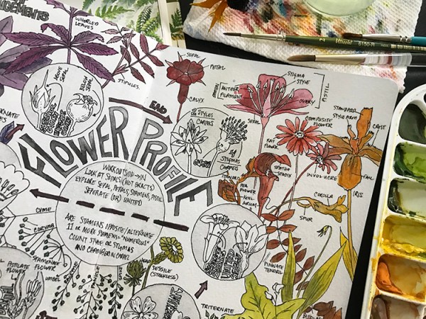 CryTheBird-Wk35-BotanyIllustration