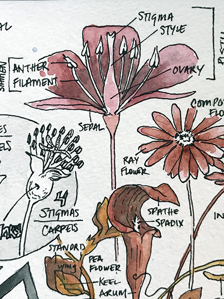 CryTheBird-Wk35-Detail-FlowerAnatomy