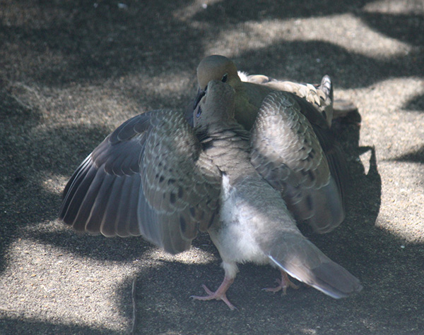 CryTheBird-Wk37-Simon2