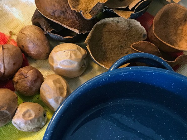 Crythebird(Levacy)-NaturalDyes-Avocado-Prep