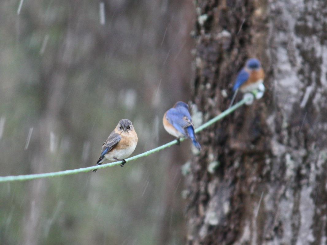 Levacy-BluebirdsSnow