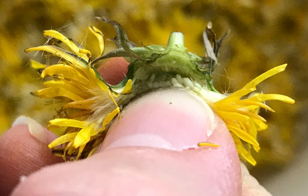 CryTheBird-DandelionJelly-Bract