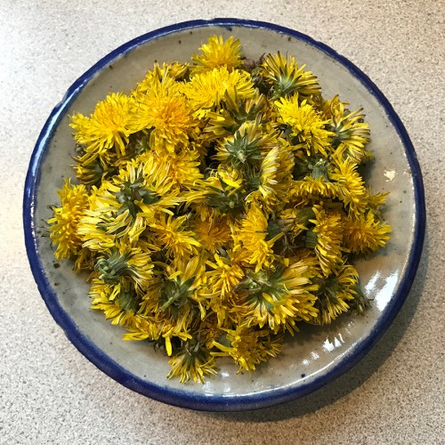 CryTheBird-DandelionJelly-Dandelions