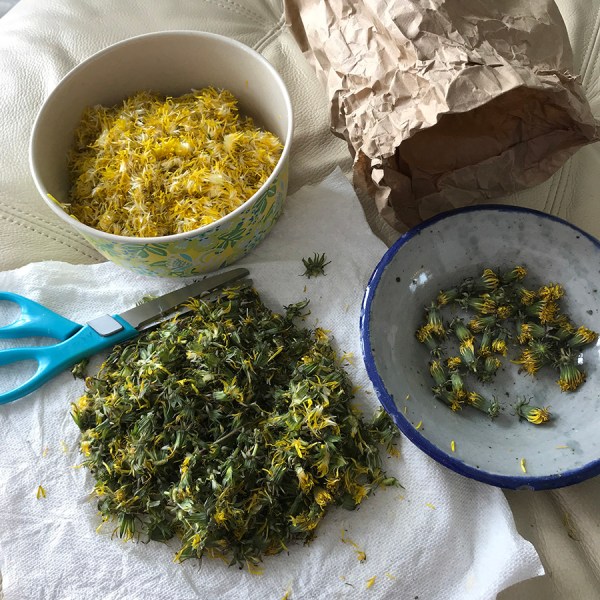 CryTheBird-DandelionJelly-SeperatingBracts