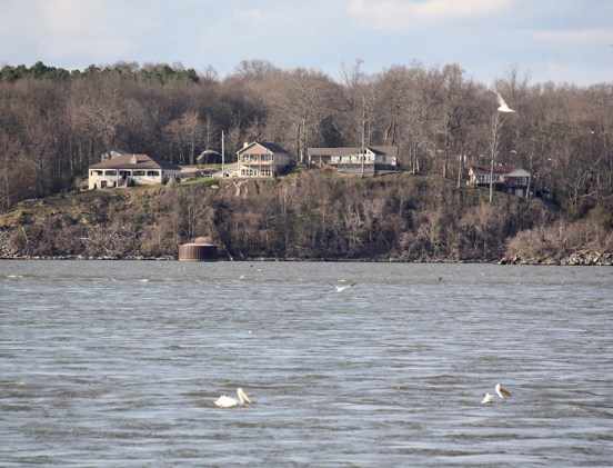 CryTheBird(Levacy)-Home