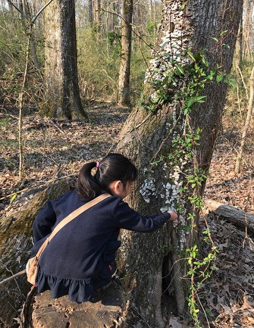 CryTheBird(Levacy)-LichenIdentification